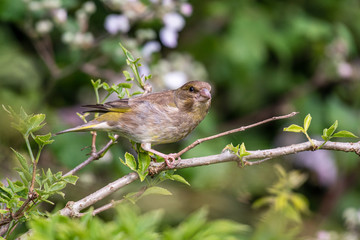 European greenfinch (Chloris chloris) or eurasian greenfinch  perched on a tree branch