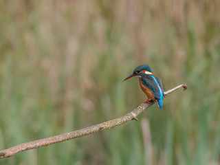 Female Eursian Kingfisher  [Alcedo atthis]perched on a tree branch on the river bank fishing
