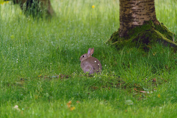 European Rabbit (Oryctolagus cuniculus)
