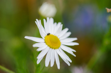 Ox-eye daisy plant in close up view with shallow depth of field and bokeh effect on a wild flower meadow.