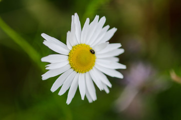 Obraz premium Ox-eye daisy plant in close up view with shallow depth of field and bokeh effect on a wild flower meadow.