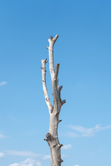 Dead dry tree against blue sky