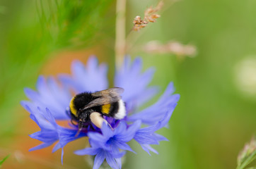 Bee on blue blooming cornflower. Close up shot with shallow depth of field. Pollination. Shallow depth of field with bokeh effect and copy space.