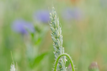 Cereal wheat in close up view with shallow depth of field. Detail of crops on field in Switzerland. Shallow depth of field.