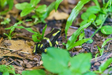Naklejka na ściany i meble Green-and-Black Poison Dart Frog (Dendrobates auratus)