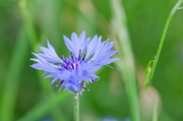 Blue cornflower blooming. Close up shot with shallow depth of field.
