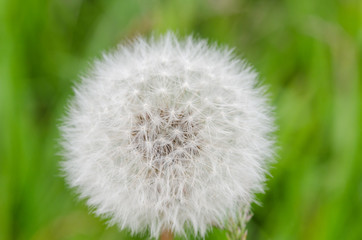 Fluffly white blowball of dandelion flower on a wild field.