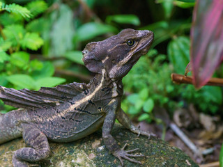 Brown Basilisk (Basiliscus vittatus) in Costa Rica