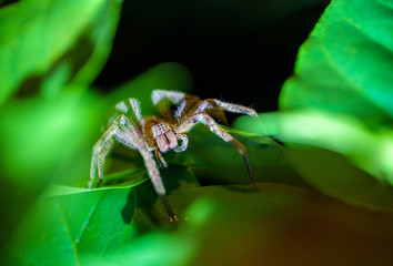 Brazilian wandering spider (Phoneutria reidyi)