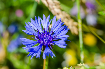 Blue cornflower blooming. Close up shot with shallow depth of field.