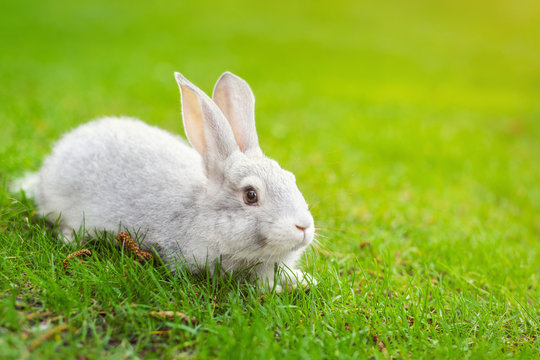 Cute adorable white fluffy rabbit sitting on green grass lawn at backyard. Small sweet bunny walking by meadow in green garden on bright sunny day. Easter nature and animal background