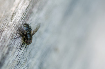 CLose up shot of housefly on wooden background. Macro with shallow depth of field and bokeh effect.