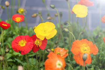 Poppy of wartime remembrance, Papaver rhoeas, the red flower corn poppy and bulbs on in botanic garden. Veterans day and Nature background concept