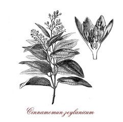 Cinnamomum verum or true cinnamon tree native to Ceylon, the inner bark is used to produce cinnamon spice. - obrazy, fototapety, plakaty