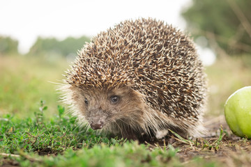 hedgehog on the grass