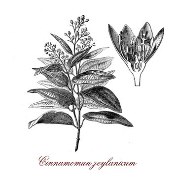 Cinnamomum verum or true cinnamon tree native to Ceylon, the inner bark is used to produce cinnamon spice.