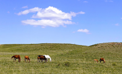 Fototapeta premium Horse herd on the spring pasture.