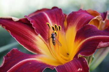 Hoverfly collecting pollen on a Day Lily flower
