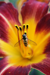 Hoverfly collecting pollen on a Day Lily flower