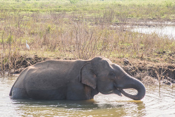 Elephant du Sri Lanka