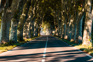 Typical road in Provence between Apt and Manosque (Provence-Alpes-Cote d'Azur, France) with rows of trees, at august