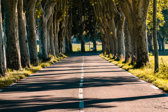 Typical road in Provence between Apt and Manosque (Provence-Alpes-Cote d'Azur, France) with rows of trees, at august