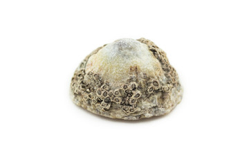 Sea Shell Balanus on white background