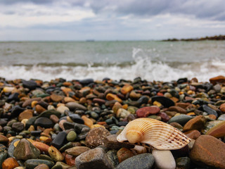 The shell of a sea mollusk lies on a coastal pebble against the background of foamy waves of the...