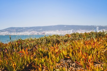 Figueira da foz beach Portugal. Summer day in Europe. Boho style coloured style photo.  Over processed.