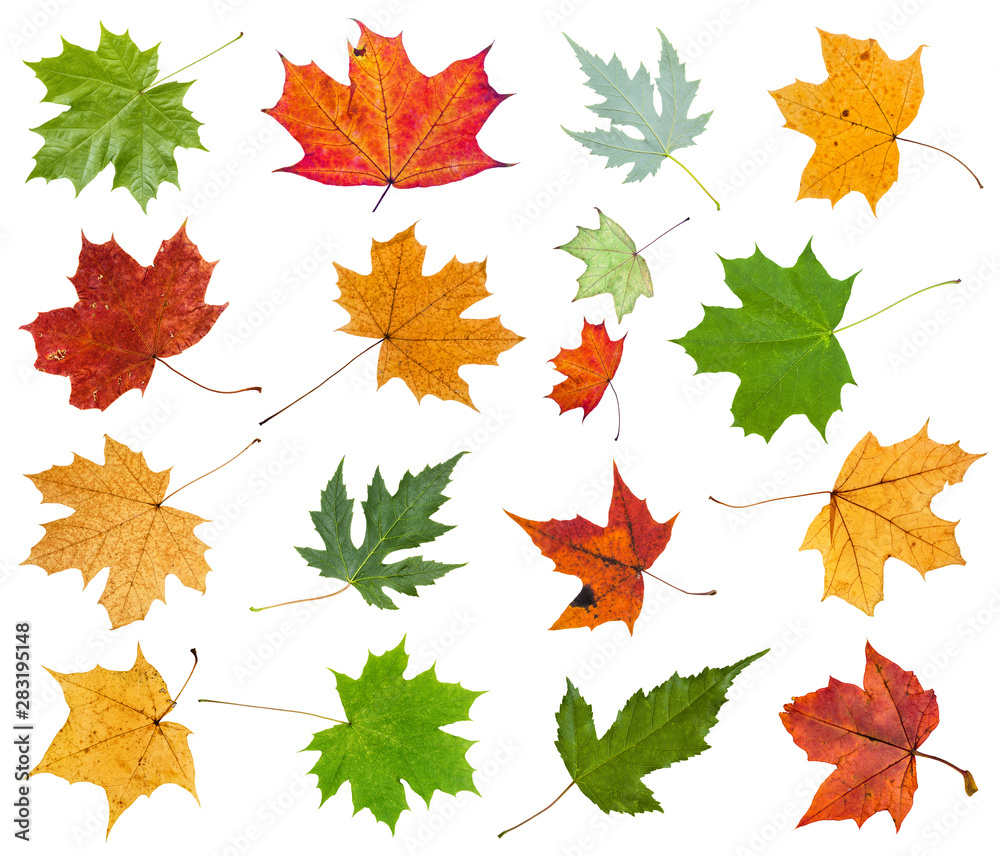 Canvas Prints set from various leaves of maple trees isolated