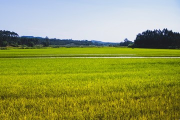 Overview of a rice planting field in Portugal on a summer day. Colourful over processed. 