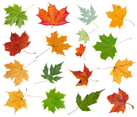 set from various leaves of maple trees isolated