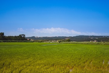 Overview of a rice planting field in Portugal on a summer day. Colourful over processed. 