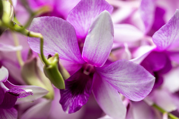 Obraz na płótnie Canvas Close up Dendrobium orchid hybrids in the garden.Selective focus beautiful purple orchid.