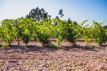 Vineyard on a summer day at Portugal with natural light. Green grape. 