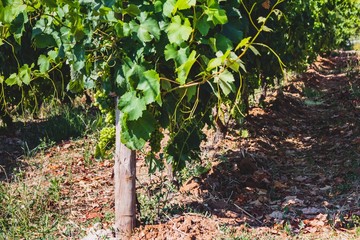 Vineyard on a summer day at Portugal with natural light. Green grape. 