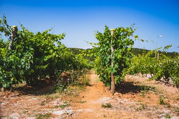 Vineyard on a summer day at Portugal with natural light. Green grape. 