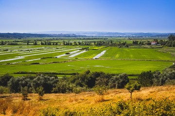 Overview of a rice planting field in Portugal on a summer day. Colourful over processed. 