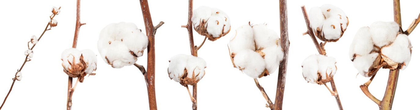 collection of dried twigs of cotton plant isolated