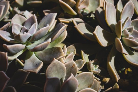 Close up succulent on a summer day. Natural light. Boho style processed. Peaceful image. 