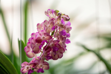 Purple and yellow orchid flower in a garden.Beautiful selective focus Rhynchostylis gigantea Orchid.