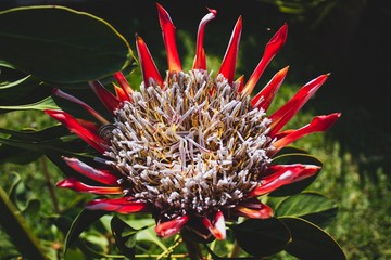 Close up red flowers on natural light. Summer day in Europe, Portugal.