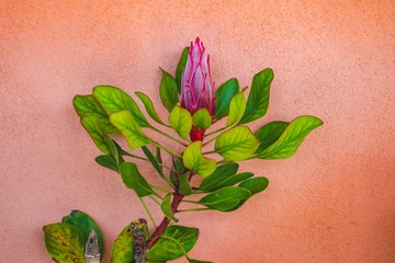 Close up succulent on a summer day. Natural light. Boho style processed. Peaceful image. 