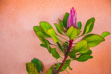 Close up succulent on a summer day. Natural light. Boho style processed. Peaceful image. 