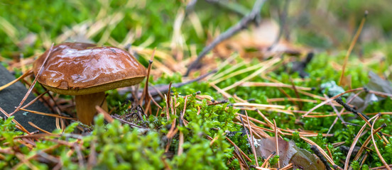 Polish mushroom of the Borovik or Mokhovik genus. Boletus badius.