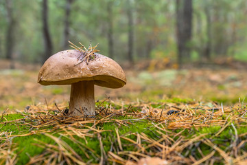 Edible boletus mushroom in forest. Porcini on moss