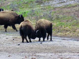 Fototapeta premium Büffel
