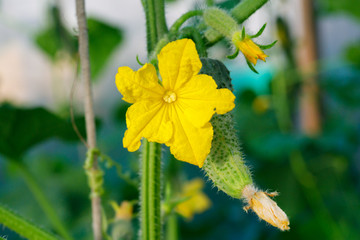 Flowering cucumbers. yellow cucumber flowers