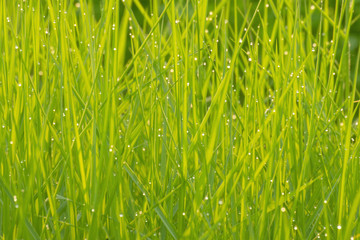 green grass in the morning with dew drops