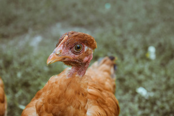Young chick walks on green grass. Expressing poultry